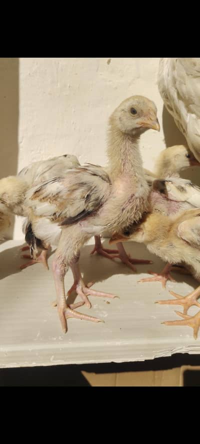 aseel chicks