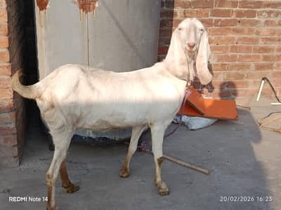 Rajanpuri Bakri for Sale