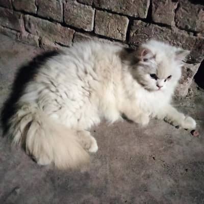Persian cat for sale