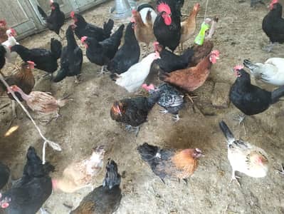 Golden misri+ Austrlop