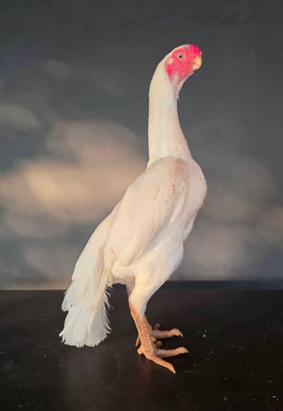 pure Indian parrot beak long tail female