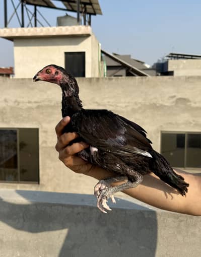 High quality Aseel chicks