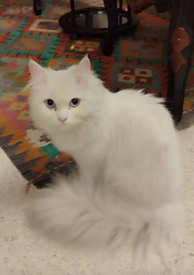 cats for sale urgent