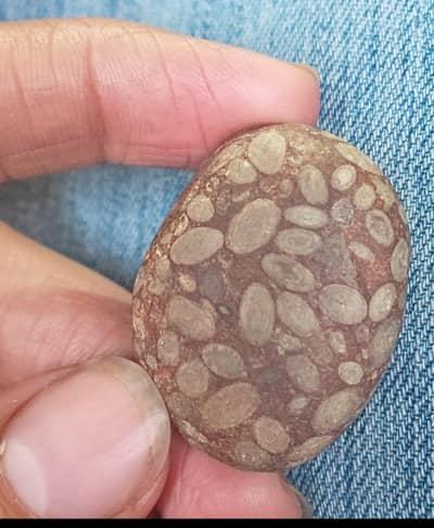 fossil stone for sale