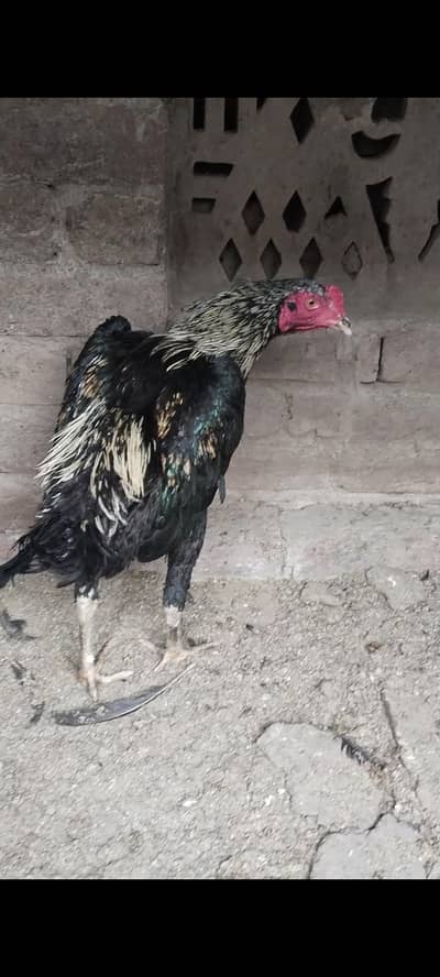 japani pakoi burmi pathay