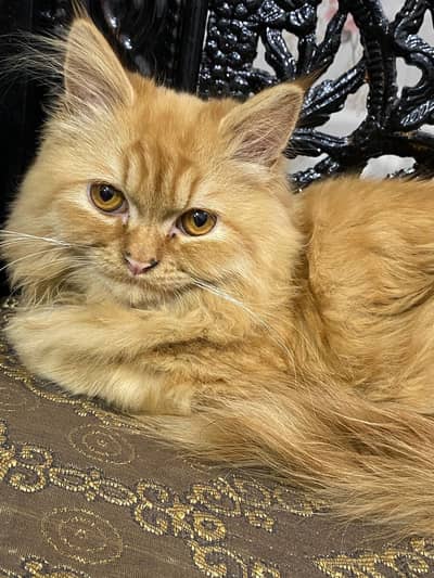 Persian tripple coat,vaccinated male,trained