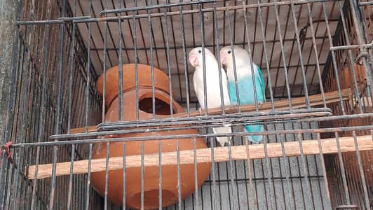 Love bird Breedr pair for sale . .