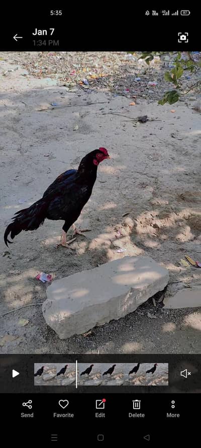 gar ka patha ha mushka lasni ha har tarha Sy acha ha nasli cheezy ha