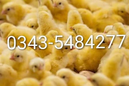 Day Old Chicks Hatchery