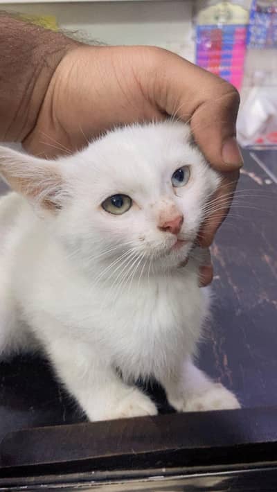 Persian cat female  single code