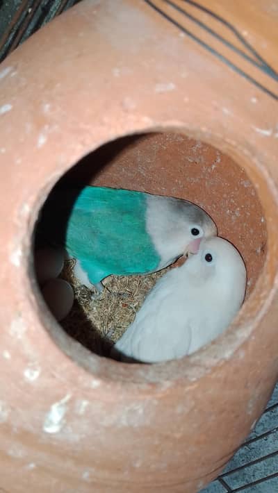 love bird  Breedr pair for sale. . 2 dfa Breed kar chukha