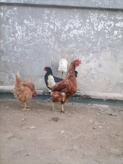 Lohmann brown and black