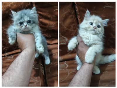 purcian punch face kitens