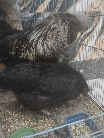 Ayam cemani