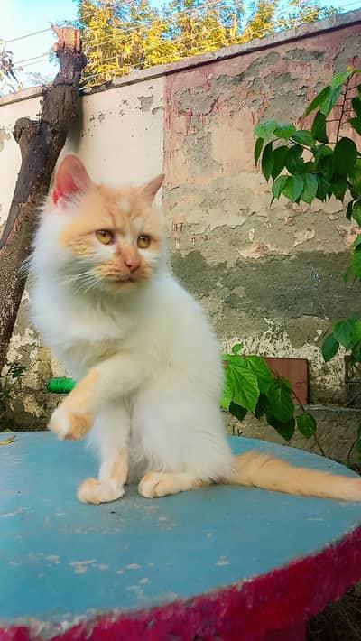 persion cat female