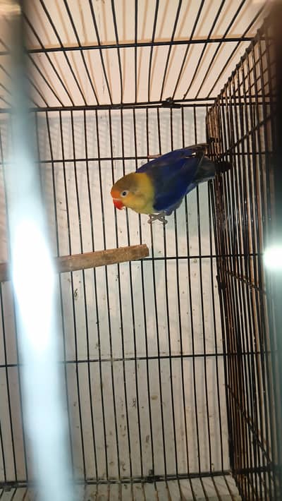 cocktail breeder male love bird breeder male for sale