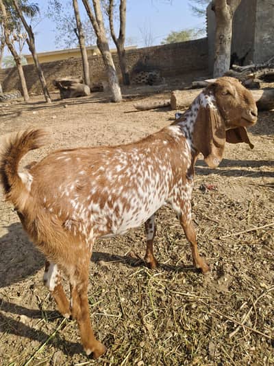 Healthy 4 month pregnant Beetal goat for sale
