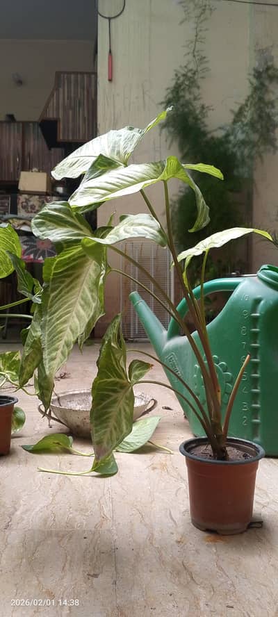 Money Plant and Arrow Head plant