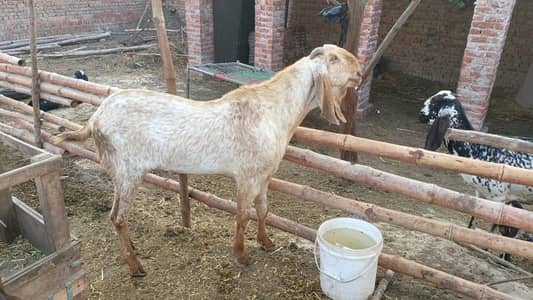 Makhi Cheena Bakra for sale