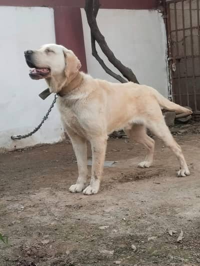 golden retriever huge size