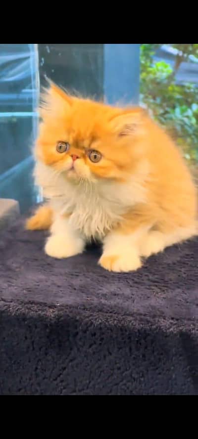 pure persian cats vaccinated triple coated WhatsApp 03317823482