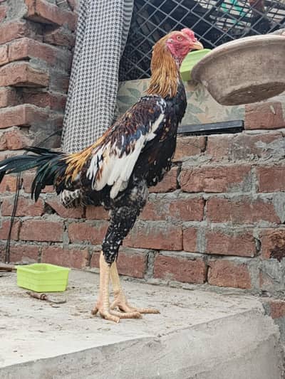 Pakistani long height patha available for sale