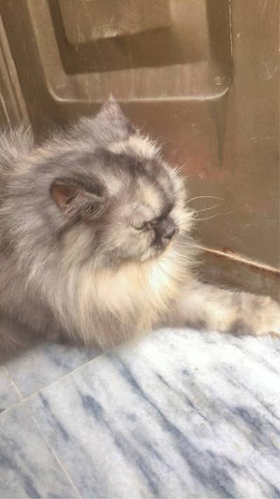 urgent for sale contact 03335513743