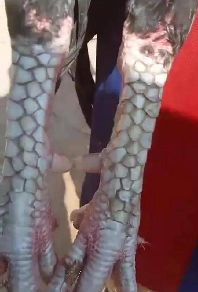 Aseel Sindhi patha 0