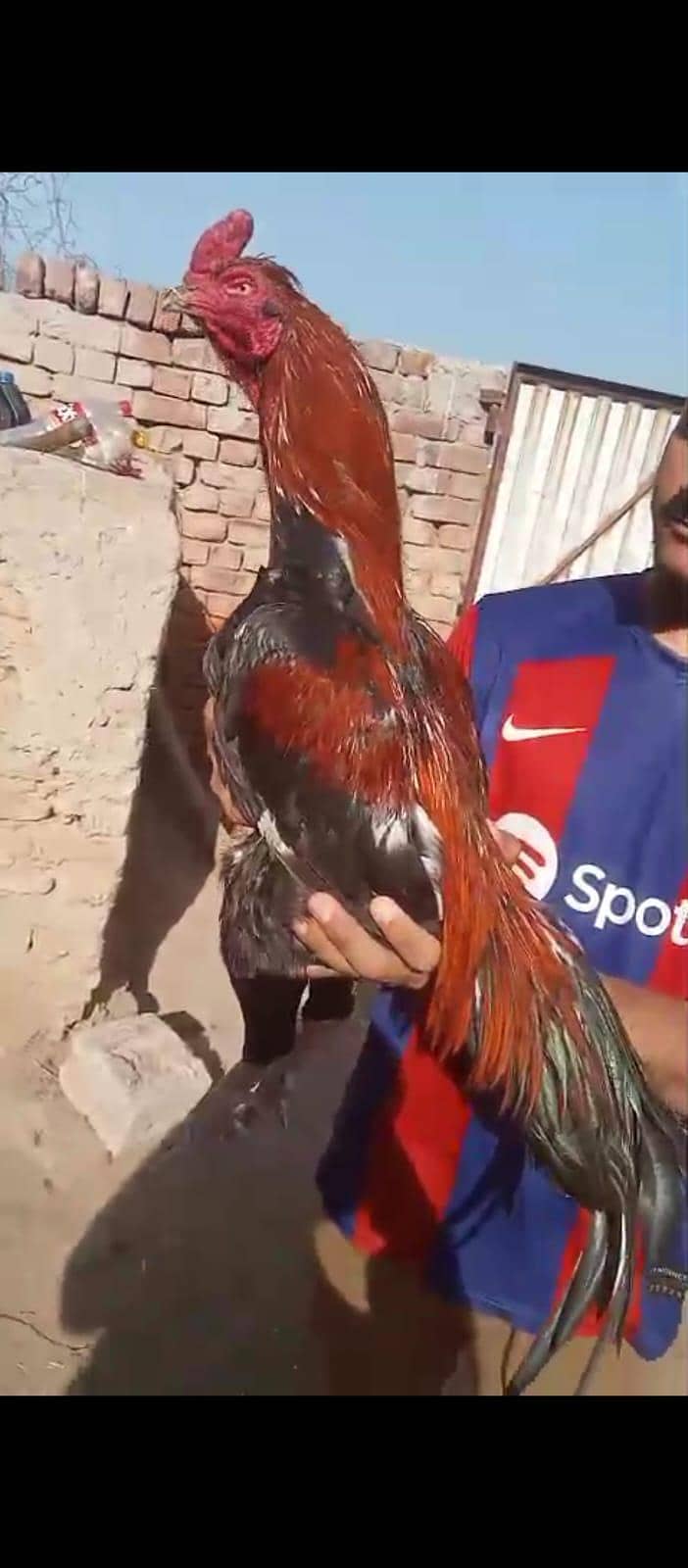 Aseel Sindhi patha 1