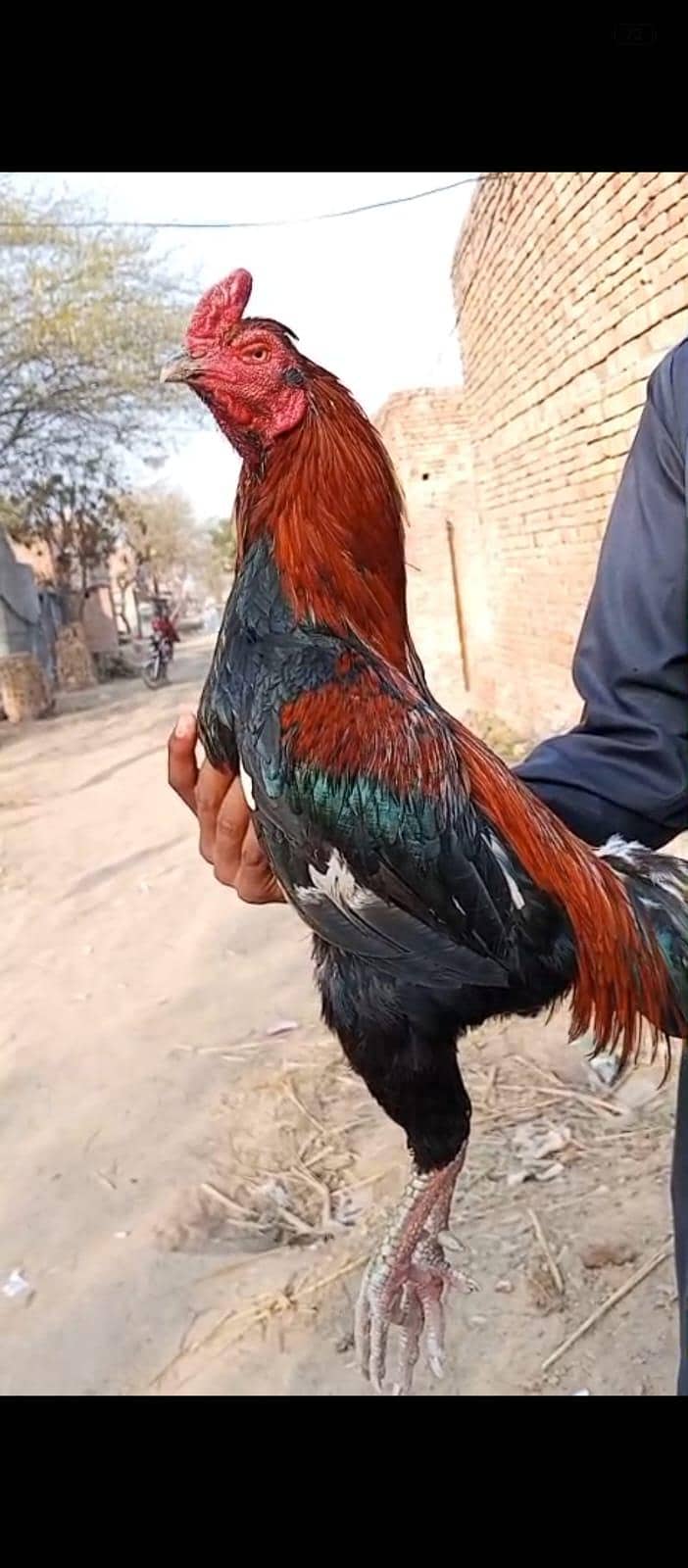 Aseel Sindhi patha 2