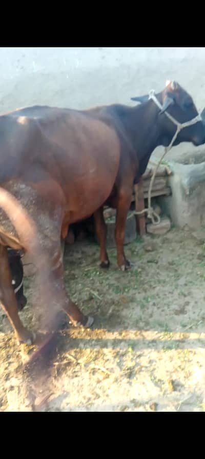 cow 1st timer ha pichy Koch ni ha tiky pr milti ha