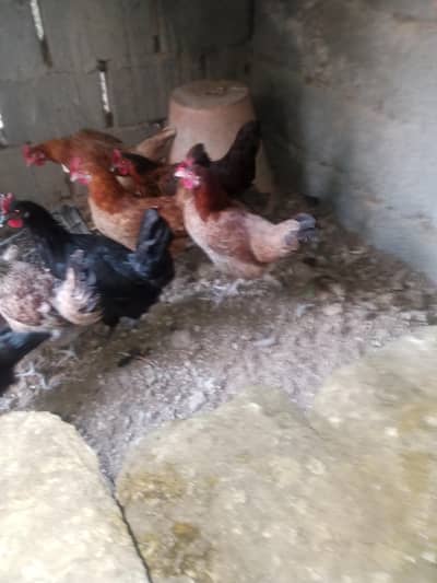 desi Murghiyan 4 sale 03472666478 WhatsApp