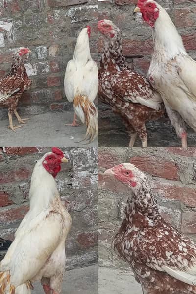 مرغا اور 1 مرغی – انڈے دینے والی مرغی1