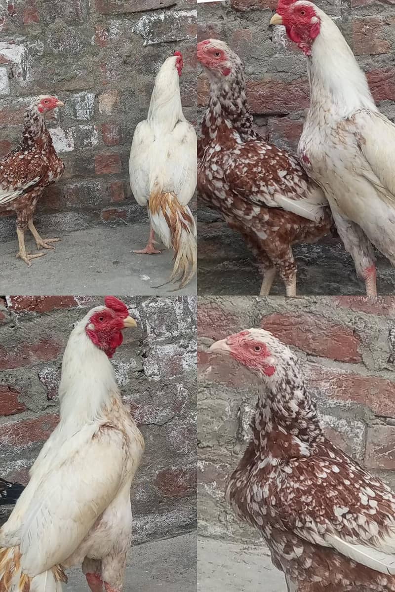 مرغا اور 1 مرغی – انڈے دینے والی مرغی1 0