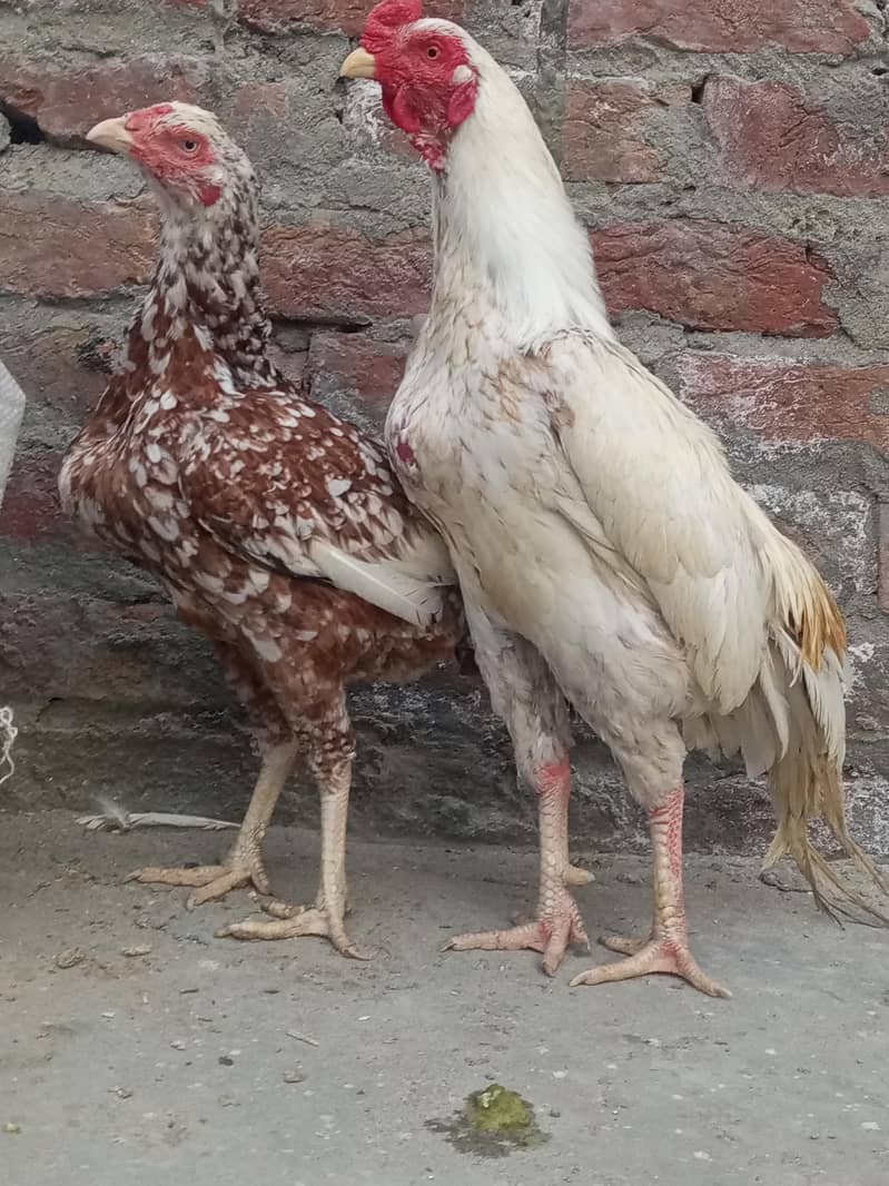 مرغا اور 1 مرغی – انڈے دینے والی مرغی1 1