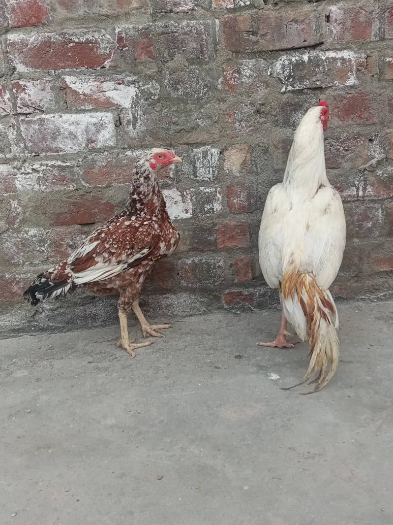 مرغا اور 1 مرغی – انڈے دینے والی مرغی1 2