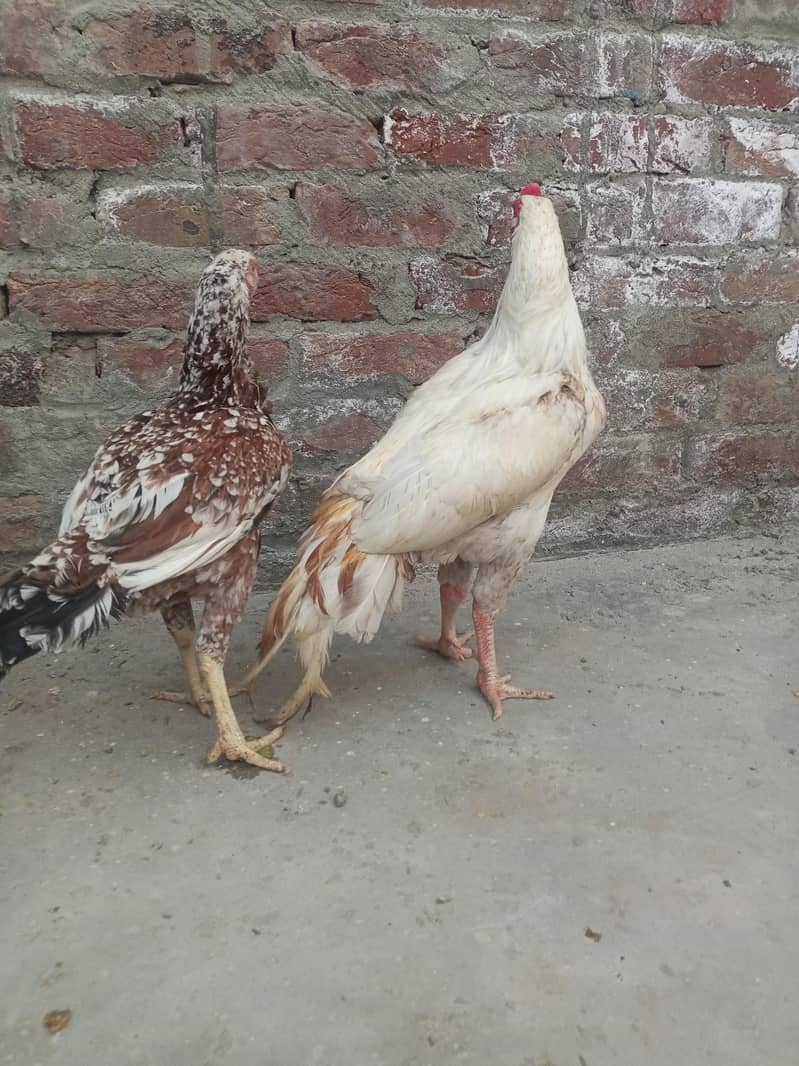 مرغا اور 1 مرغی – انڈے دینے والی مرغی1 3
