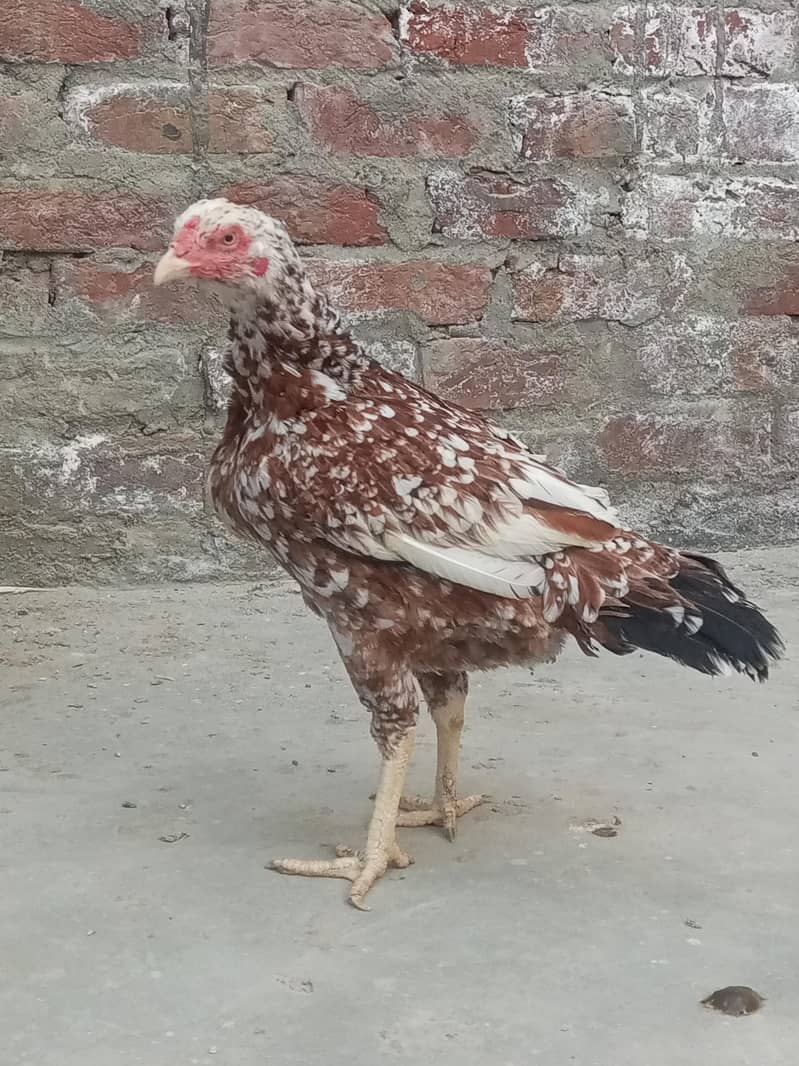 مرغا اور 1 مرغی – انڈے دینے والی مرغی1 4