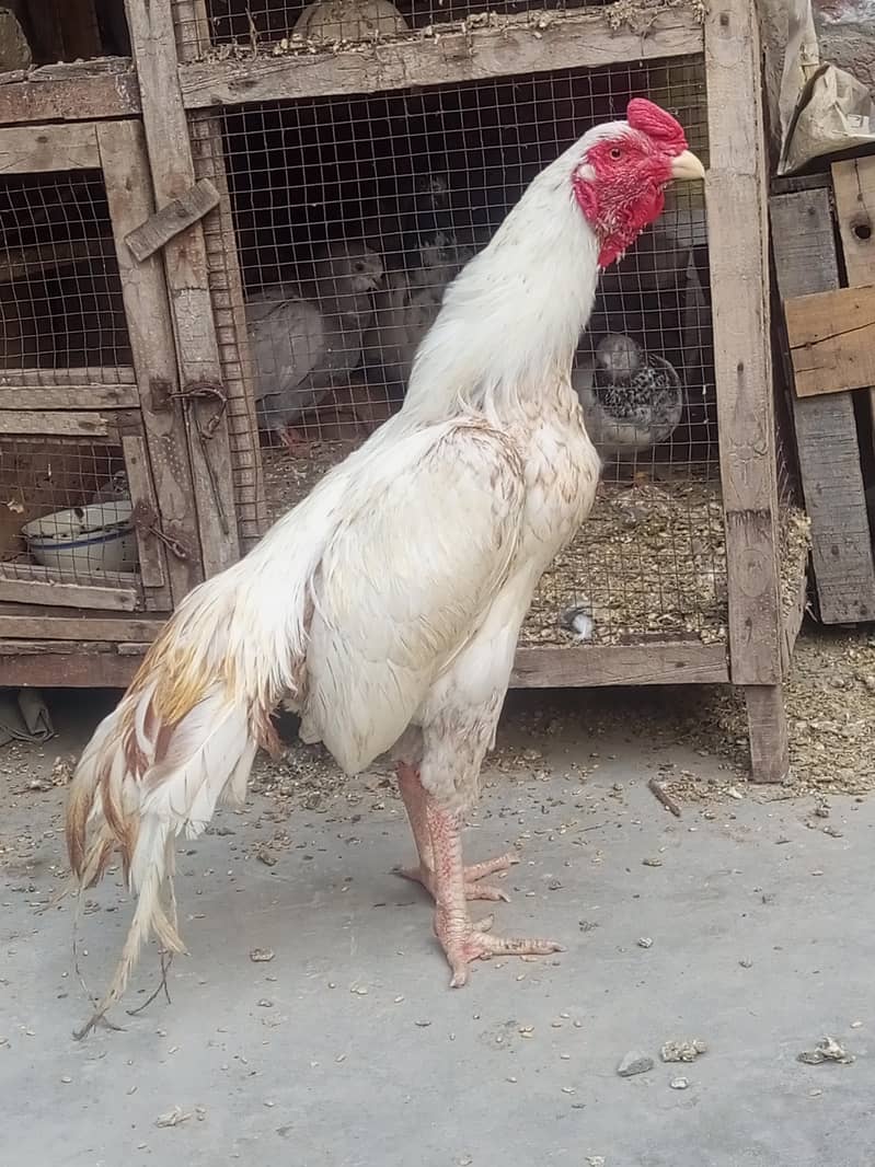 مرغا اور 1 مرغی – انڈے دینے والی مرغی1 5