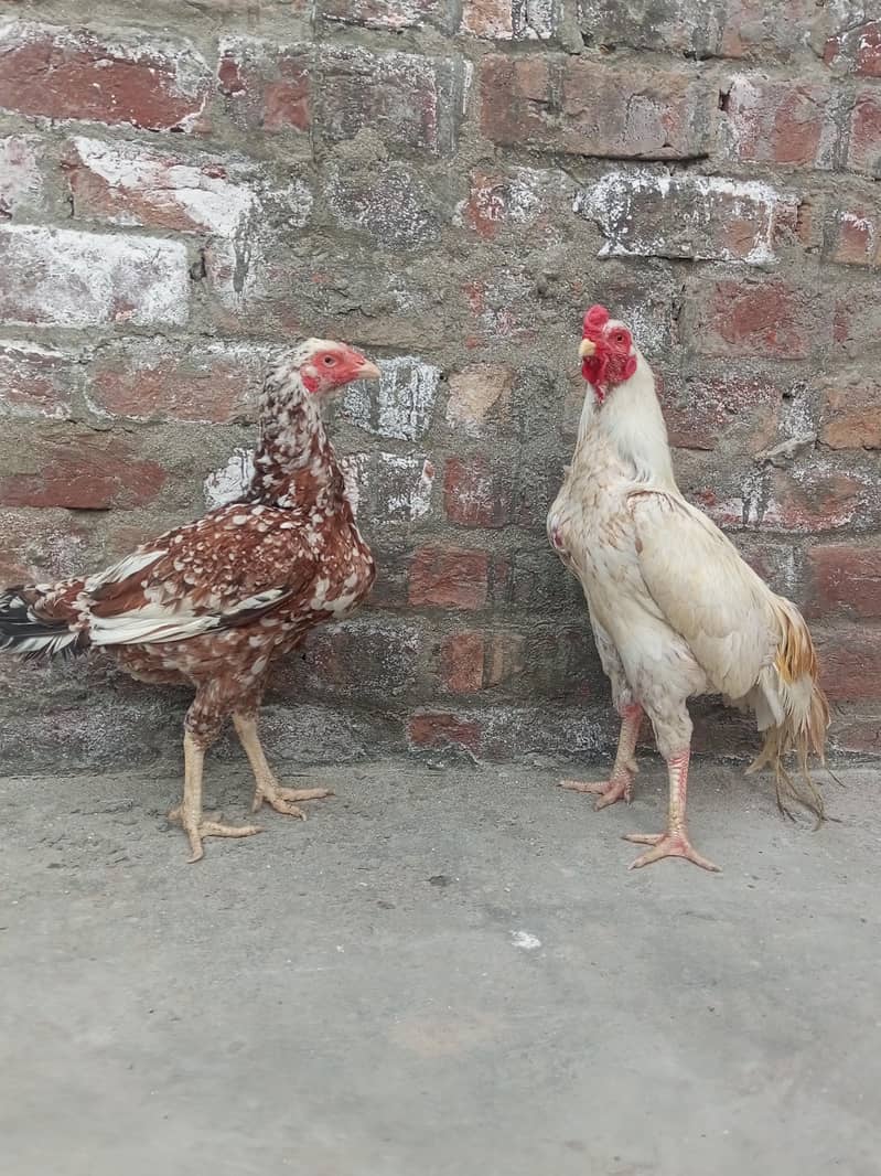 مرغا اور 1 مرغی – انڈے دینے والی مرغی1 6