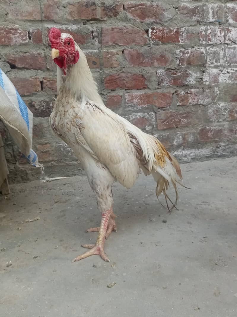 مرغا اور 1 مرغی – انڈے دینے والی مرغی1 7