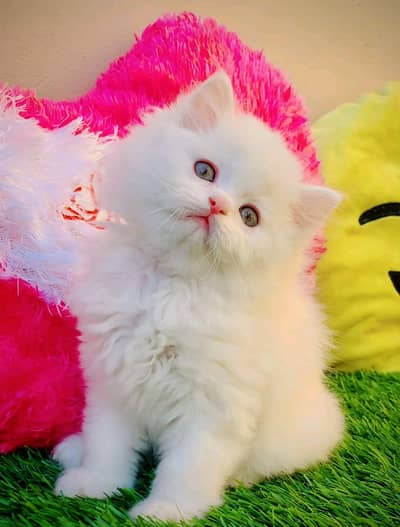 Persian cat female 0329===6901===880my WhatsApp