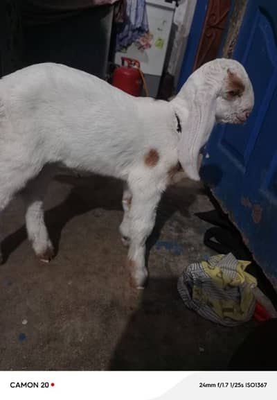 Gulabi bacha 03133792660