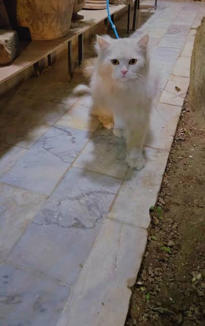 Pure Persian Male Cat – Active & Playful 