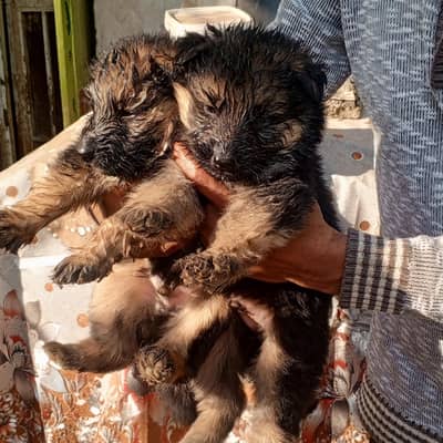  German Shepherd Puppy – Healthy & Playful ( 5 weeks old)