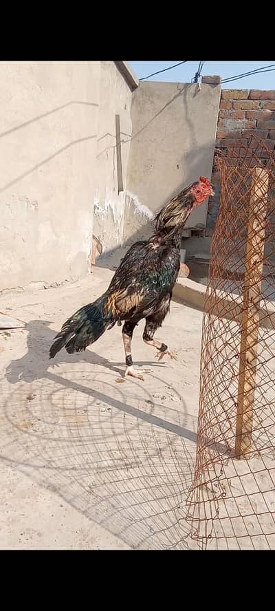 aseel band gaddi murga for sale