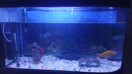 Complete aquarium set up with 7 fishes and accesories