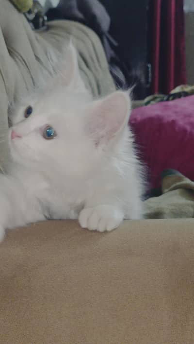 Persian kittns for sale