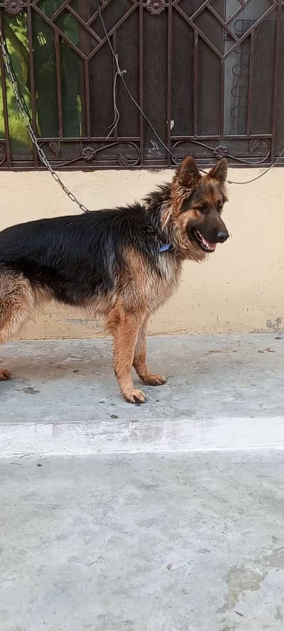 long hight germ shepherd