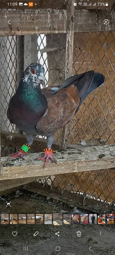 Pigeon 6 fighters for sale